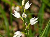 Weißes Waldvögelein Orchidee